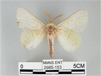 青枯葉蛾藏品圖，第1張