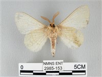 青枯葉蛾藏品圖，第2張