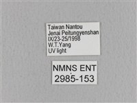 青枯葉蛾藏品圖，第3張