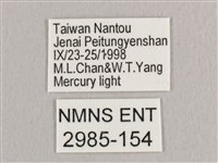 鉛斑帶鉤蛾藏品圖，第3張