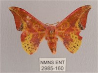 鉛斑帶鉤蛾藏品圖，第1張