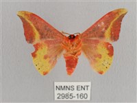 鉛斑帶鉤蛾藏品圖，第2張