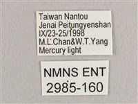 鉛斑帶鉤蛾藏品圖，第3張