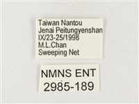 紋黃粉蝶藏品圖，第3張