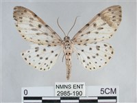 大胡麻斑星尺蛾藏品圖，第1張