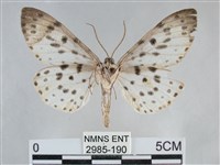 大胡麻斑星尺蛾藏品圖，第2張