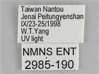 大胡麻斑星尺蛾藏品圖，第3張