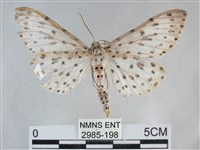 大胡麻斑星尺蛾藏品圖，第1張