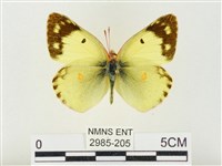 紋黃粉蝶藏品圖，第1張