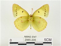 紋黃粉蝶藏品圖，第2張