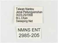 紋黃粉蝶藏品圖，第3張