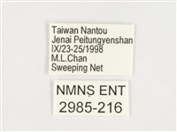 玉帶黛眼蝶藏品圖，第3張
