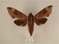 背中白天蛾藏品圖，第1張