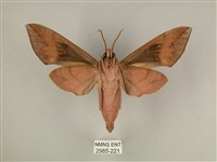 背中白天蛾藏品圖，第2張