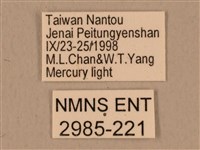 背中白天蛾藏品圖，第3張