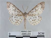 大胡麻斑星尺蛾藏品圖，第1張