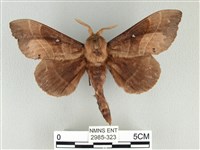 松大毛蟲藏品圖，第1張