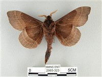 松大毛蟲藏品圖，第2張