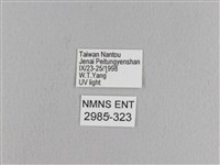 松大毛蟲藏品圖，第3張