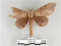 松大毛蟲藏品圖，第1張