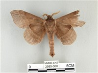 松大毛蟲藏品圖，第2張