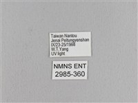 松大毛蟲藏品圖，第3張