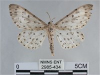 大胡麻斑星尺蛾藏品圖，第1張