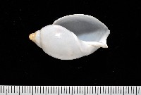 白彈頭螺藏品圖，第2張