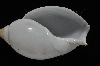 白彈頭螺藏品圖，第3張