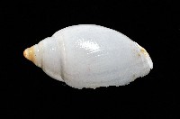 白彈頭螺藏品圖，第4張