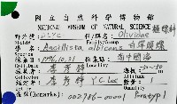 白彈頭螺藏品圖，第11張