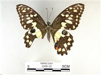 花鳳蝶、無尾鳳蝶藏品圖，第1張