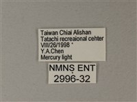 苧麻細蝶藏品圖，第3張