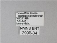 苧麻細蝶藏品圖，第3張