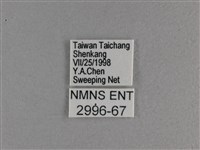 臺灣斑眼蝶藏品圖，第3張