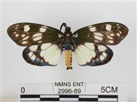 蓬萊茶斑蛾藏品圖，第1張