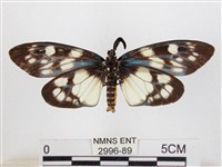 蓬萊茶斑蛾藏品圖，第2張