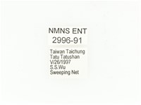 東方白點花金龜藏品圖，第2張