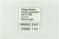 基褐綠刺蛾藏品圖，第3張