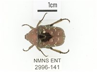 東方白點花金龜藏品圖，第1張