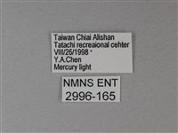 苧麻細蝶藏品圖，第3張