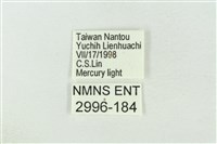 基黃綠刺蛾藏品圖，第3張