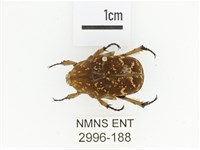 銅點花金龜藏品圖，第1張