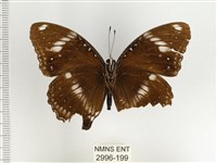 幻蛺蝶大陸亞種藏品圖，第2張