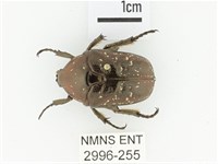 東方白點花金龜藏品圖，第1張