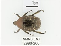 東方白點花金龜藏品圖，第1張