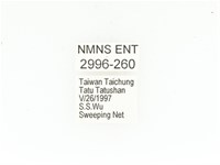 東方白點花金龜藏品圖，第2張