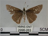 尖翅褐弄蝶藏品圖，第2張