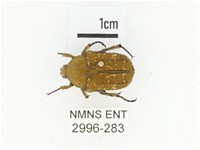 銅點花金龜藏品圖，第1張