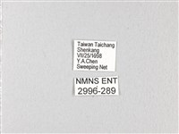 青帶鳳蝶藏品圖，第3張